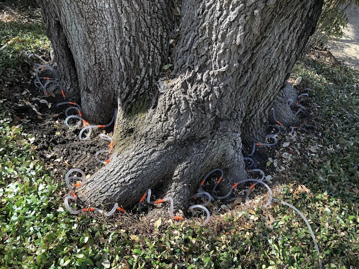Detailed Tree Cabling and Bracing job site in Port Isabel