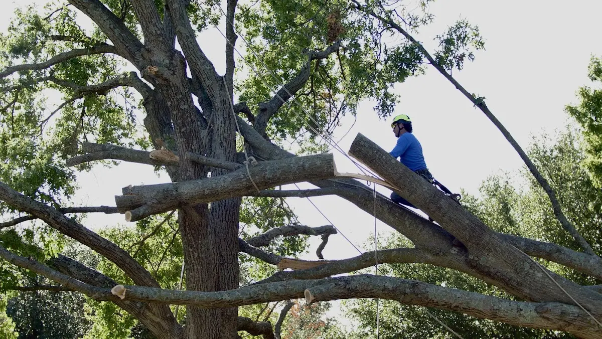 Professional Crown Thinning performed by certified arborists in Port Isabel