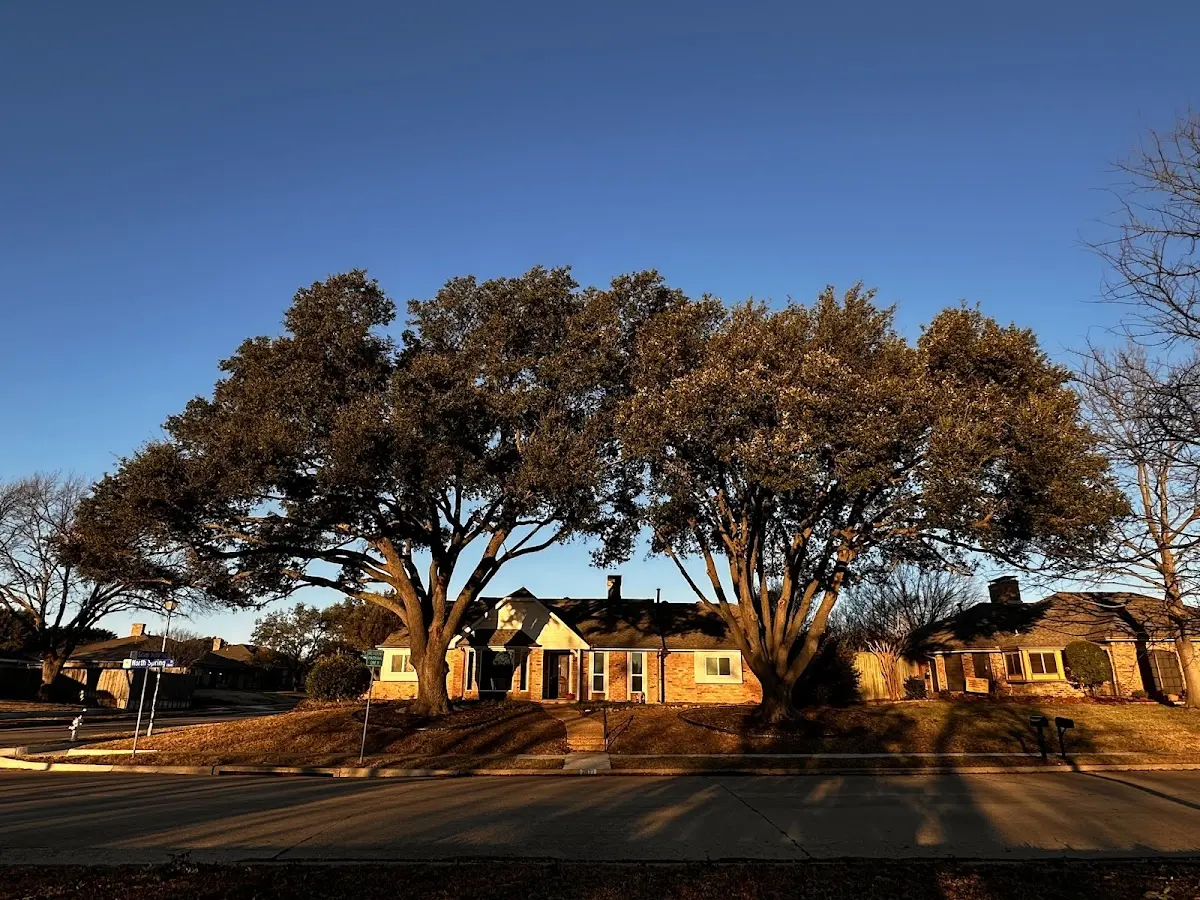Established residential canopy tree shading a home in Port Isabel